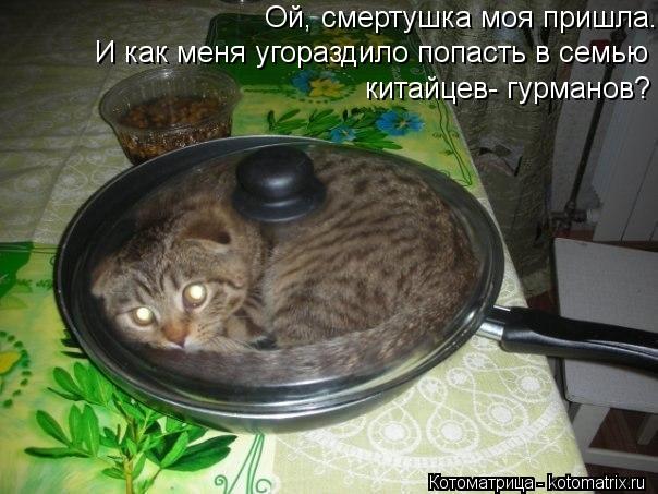 Котоматрица: Ой, смертушка моя пришла.И как меня угораздило попасть в семью китайцев- гурманов? И как меня угораздило попасть в семью китайцев- гурманов? 