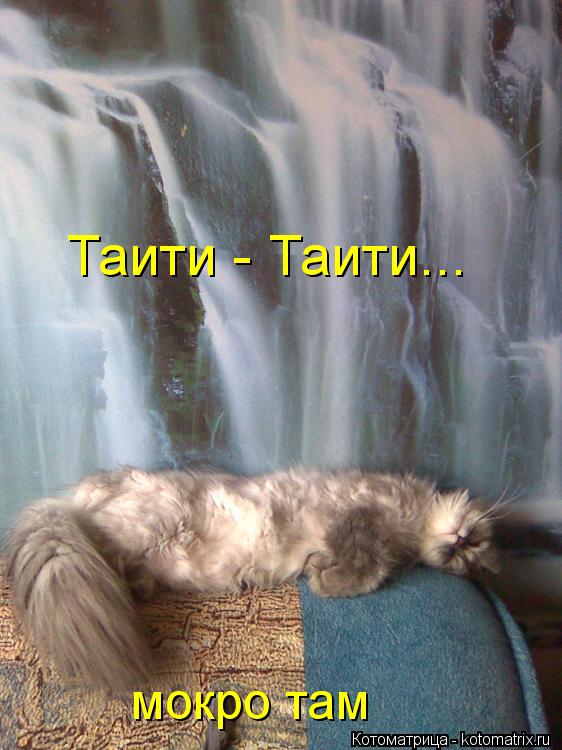 Котоматрица: Таити - Таити... мокро там