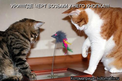УРИ!!!ГДЕ ЧЕРТ ВОЗЬМИ У НЕГО КНОПКА!!!... Котоматрица: УРИ!!!ГДЕ ЧЕРТ ВОЗЬМИ У НЕГО КНОПКА!!!