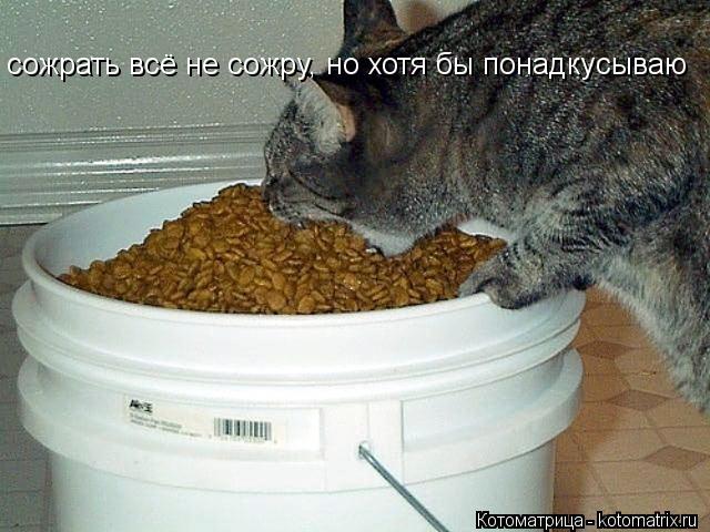 Котоматрица: сожрать всё не сожру, но хотя бы понадкусываю