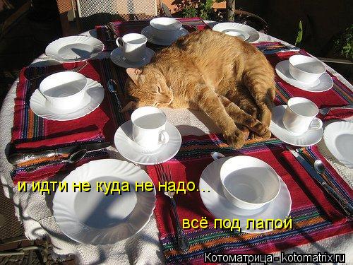 Котоматрица: и идти не куда не надо... всё под лапой