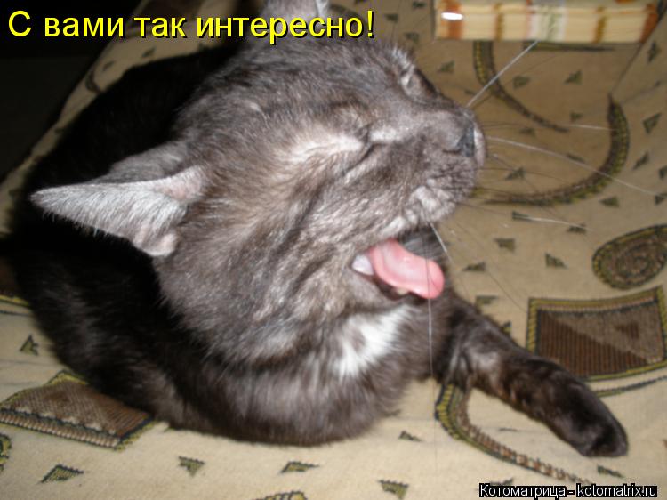 Котоматрица: С вами так интересно!