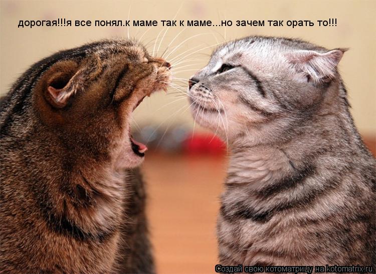 дорогая!!!я все понял.к маме так к маме...но зачем так орать то!!!... Котоматрица: дорогая!!!я все понял.к маме так к маме...но зачем так орать то!!!