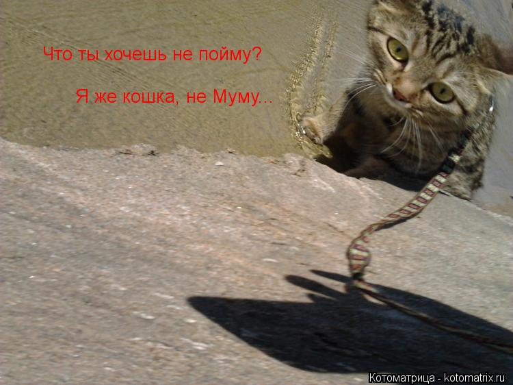 Что ты хочешь не пойму? Я же кошка, не Муму...... Котоматрица: Что ты хочешь не пойму? Я же кошка, не Муму...