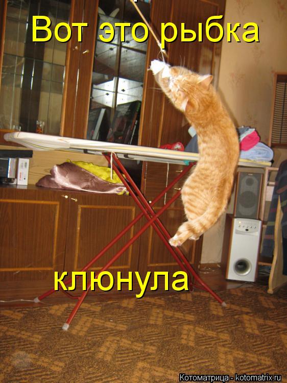 Котоматрица: Вот это рыбка клюнула! Вот это рыбка клюнула