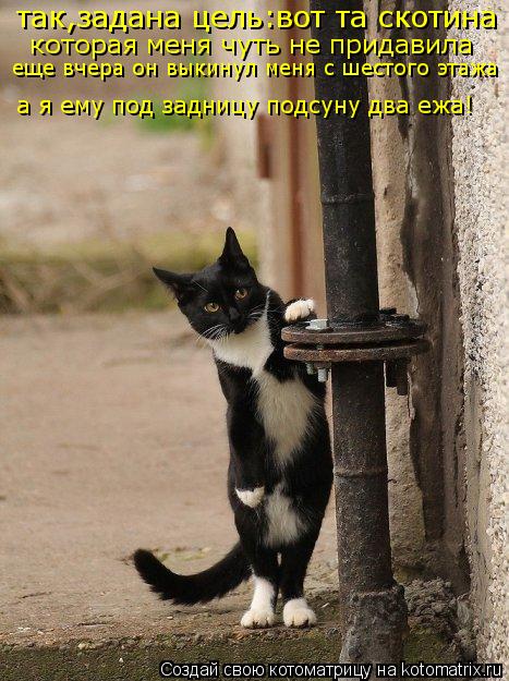 так,задана цель:вот та скотина которая меня чуть не придавила еще вчера он выкинул меня с шестого эт... Котоматрица: так,задана цель:вот та скотина которая меня чуть не придавила еще вчера он выкинул меня с шестого этажа а я ему под задницу подсуну два ежа!