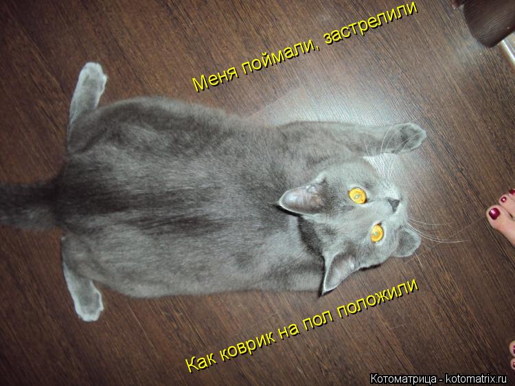 Котоматрица: Как коврик на пол положили Меня поймали, застрелили