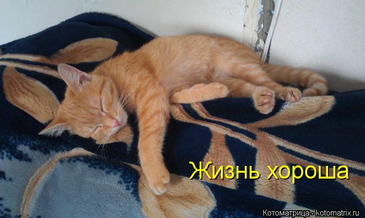 Котоматрица: Жизнь хороша