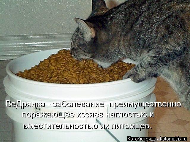 Котоматрица: ВеДрянка - заболевание, преимущественно  поражающее хозяев наглостью и  вместительностью их питомцев.