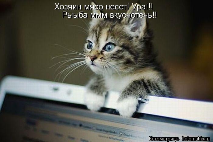 Котоматрица: Хозяин мясо несет! Ура!!! Рыыба ммм вкуснотень!!