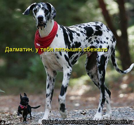 Котоматрица: Далматин, у тебя пятнышко сбежало