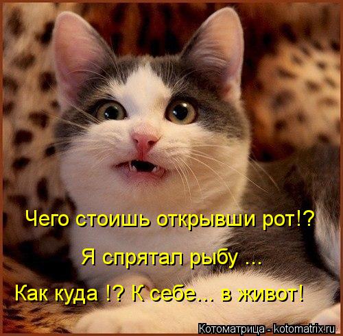 Котоматрица: Как куда !? К себе... в живот! Я спрятал рыбу ... Чего стоишь открывши рот!?