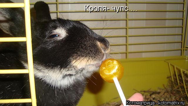 Котоматрица: Кроля- чупс ...