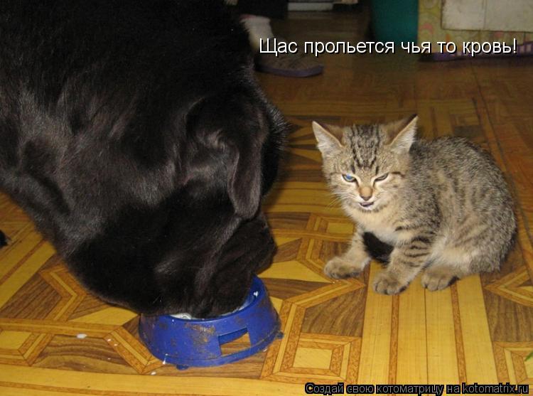 Котоматрица: Щас прольется чья то кровь!