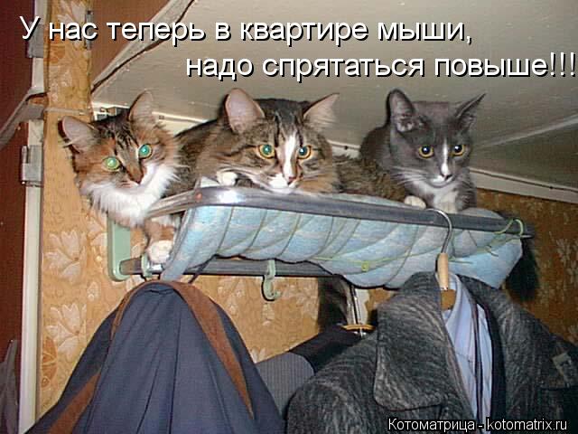 Котоматрица: У нас теперь в квартире мыши, надо спрятаться повыше!!!