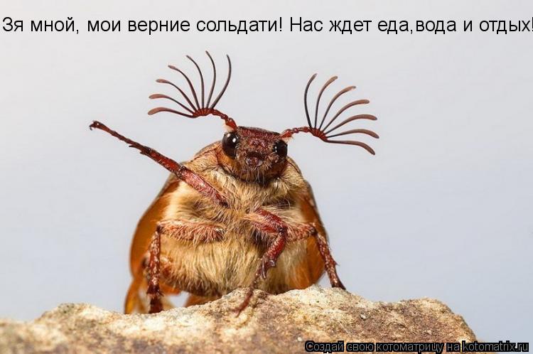 Зя мной, мои верние сольдати! Нас ждет еда,вода и отдых!... Котоматрица: Зя мной, мои верние сольдати! Нас ждет еда,вода и отдых!
