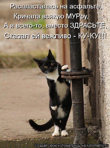 Котоматрица: Распласталась на асфальте, Кричала всякую МУРру, А я всего-то, вместо ЗДРАСЬТЕ, Сказал ей вежливо - КУ-КУ!!!