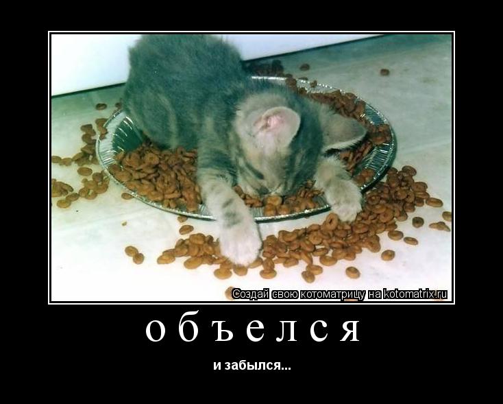 Котоматрица: объелся и забылся...