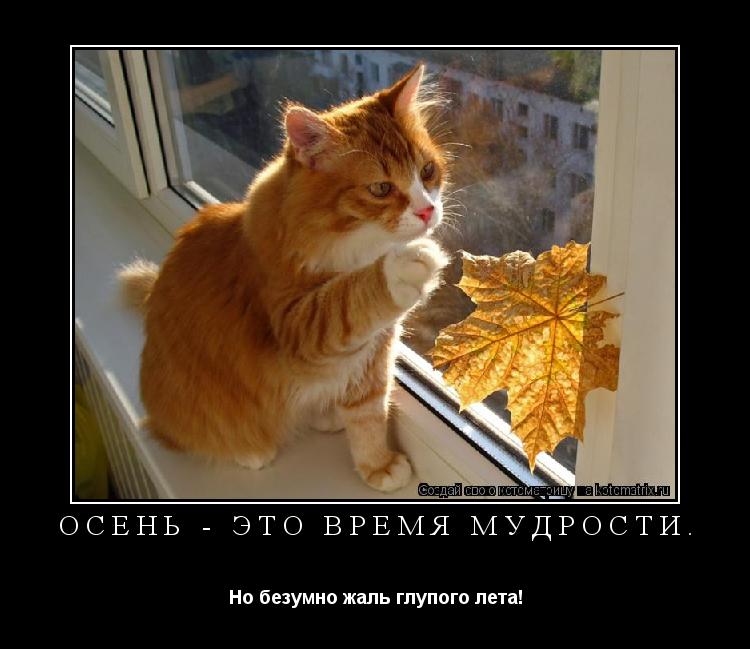 Котоматрица: ОСЕНЬ - ЭТО ВРЕМЯ МУДРОСТИ. Но безумно жаль глупого лета!