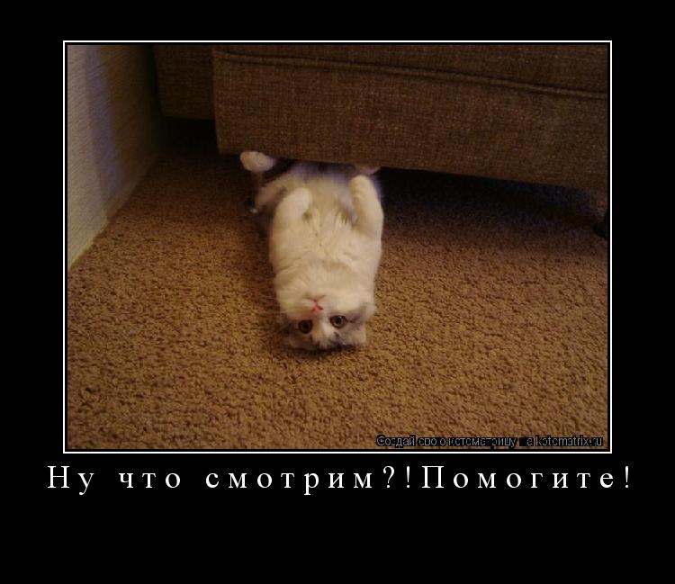 Котоматрица: Ну что смотрим?!Помогите! 