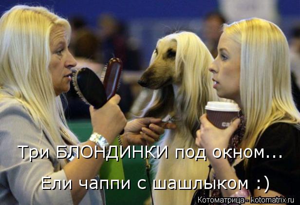 Котоматрица: Три БЛОНДИНКИ под окном...  Ели чаппи с шашлыком :)