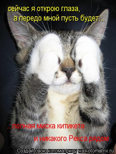 Котоматрица: сейчас я открою глаза, а передо мной пусть будет... ...полная миска китикета и никакого Рекса рядом