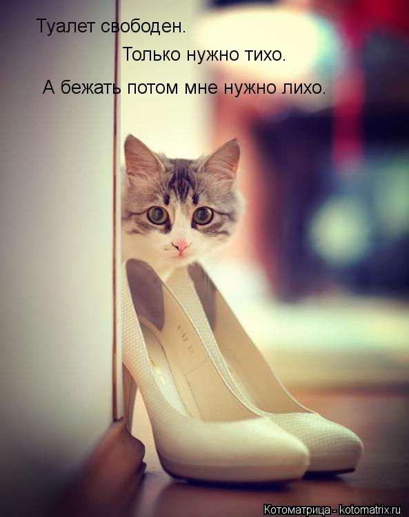 Котоматрица: Туалет свободен.  Только нужно тихо. А бежать потом мне нужно лихо.
