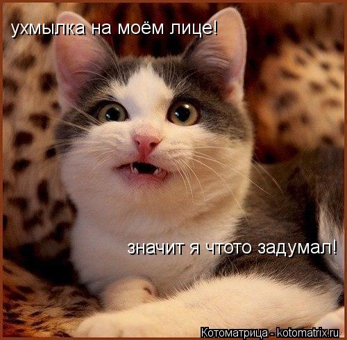 ухмылка на моём лице! значит я чтото задумал!... Котоматрица: ухмылка на моём лице! значит я чтото задумал!