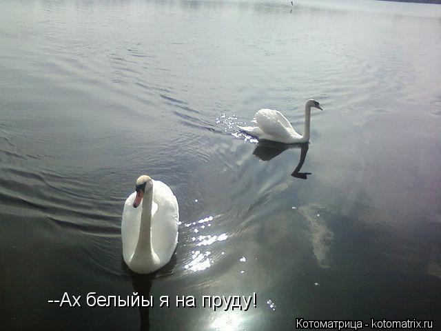 Котоматрица: --Ах белыйы я на пруду!