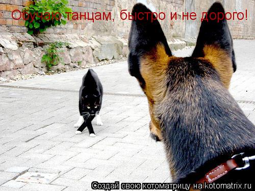 Обучаю танцам, быстро и не дорого!... Котоматрица: Обучаю танцам, быстро и не дорого!