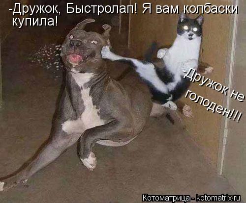 Котоматрица: -Дружок, Быстролап! Я вам колбаски купила! -Дружок не голоден! голоден!!!