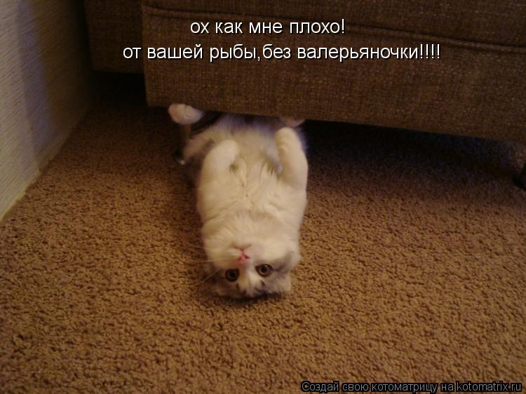Котоматрица: ох как мне ох как мне плохо! от вашей рыбы,без валерьяночки!!!! от вашей рыбы,без валерьяночки!!!!