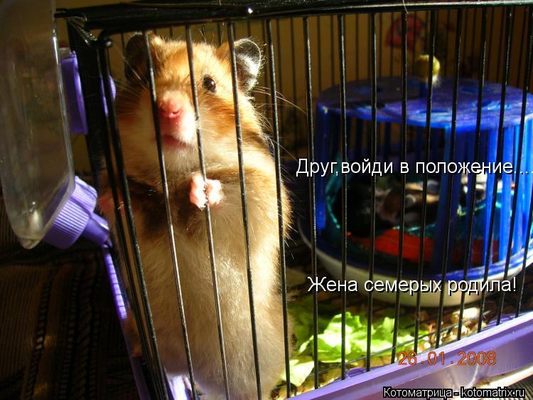 Котоматрица: Друг,войди в положение.... Жена семерых родила!