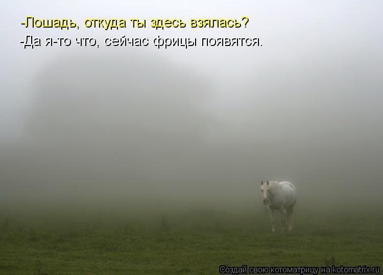 -Лошадь, откуда ты здесь взялась? -Да я-то что, сейчас фрицы появятся.... Котоматрица: -Лошадь, откуда ты здесь взялась? -Да я-то что, сейчас фрицы появятся.