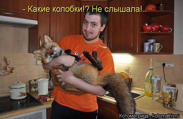 Котоматрица: - Какие колобки!? Не слышала!..