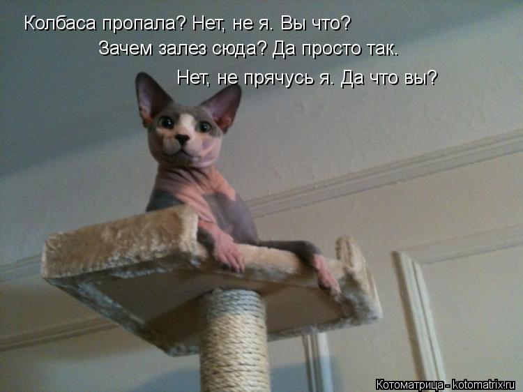 Котоматрица: Колбаса пропала? Нет, не я. Вы что? Зачем залез сюда? Да просто так. Нет, не прячусь я. Да что вы?