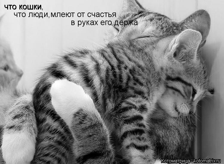 что кошки что кошки, что люди,млеют от счастья в руках его держа... Котоматрица: что кошки что кошки, что люди,млеют от счастья в руках его держа