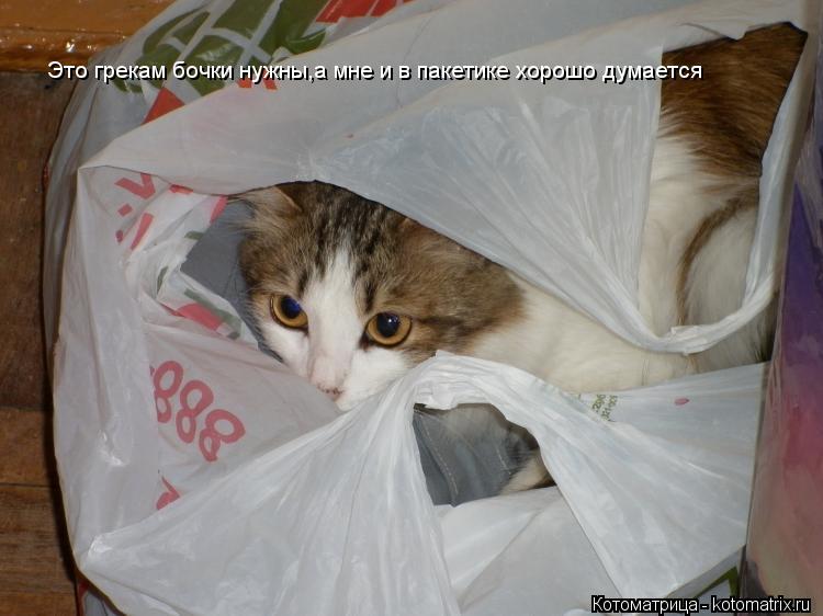 Это грекам бочки нужны,а мне и в пакетике хорошо думается... Котоматрица: Это грекам бочки нужны,а мне и в пакетике хорошо думается
