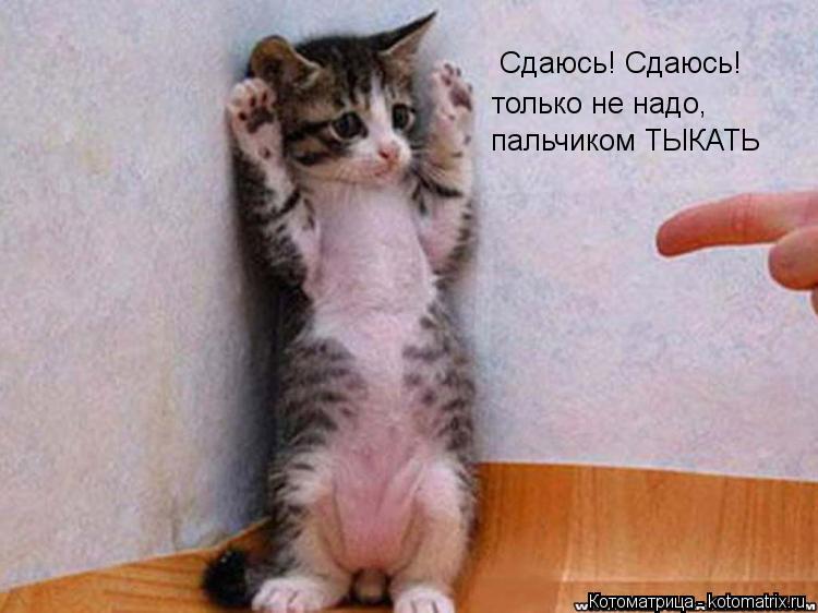 Сдаюсь! Сдаюсь! только не надо, пальчиком ТЫКАТЬ... Котоматрица: Сдаюсь! Сдаюсь! только не надо, пальчиком ТЫКАТЬ