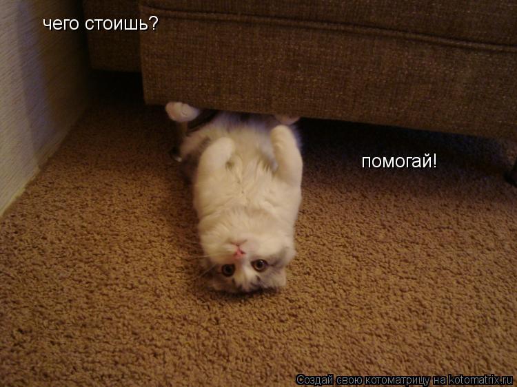 Котоматрица: чего стоишь? помогай!