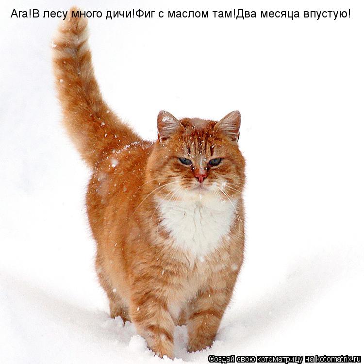 Котоматрица: Ага!В лесу много дичи!Фиг с маслом там!Два месяца впустую!