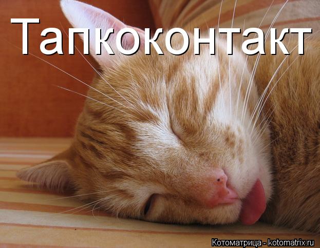 Тапкоконтакт... Котоматрица: Тапкоконтакт