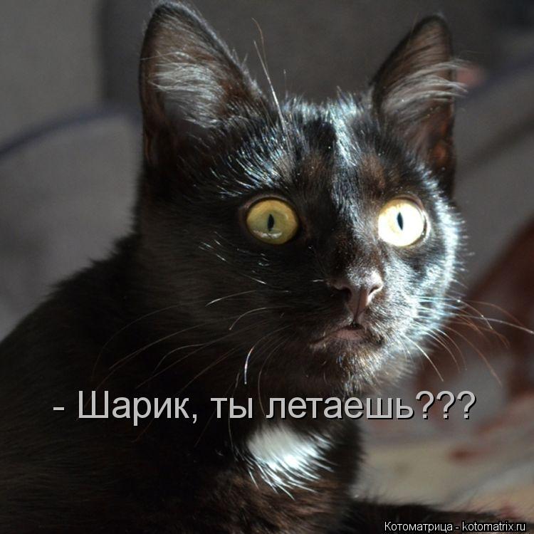 - Шарик, ты летаешь???... Котоматрица: - Шарик, ты летаешь???