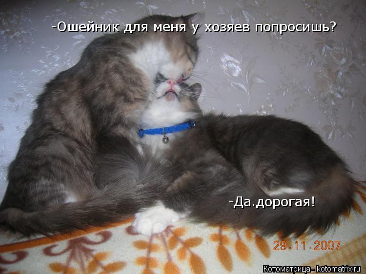 Котоматрица: -Ошейник для меня у хозяев попросишь? -Да.дорогая!