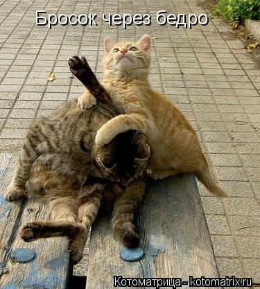 Бросок через бедро... Котоматрица: Бросок через бедро