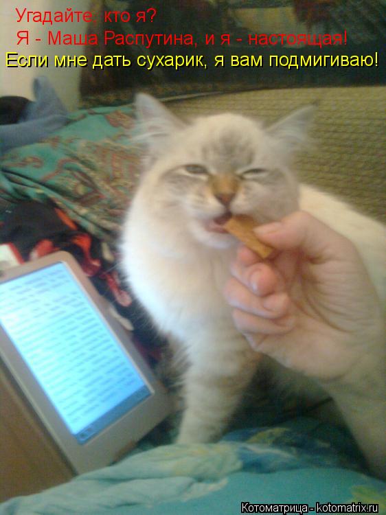 Угадайте, кто я? Я - Маша Распутина, и я - настоящая! Если мне дать сухарик, я вам подмигиваю!... Котоматрица: Угадайте, кто я? Я - Маша Распутина, и я - настоящая! Если мне дать сухарик, я вам подмигиваю!