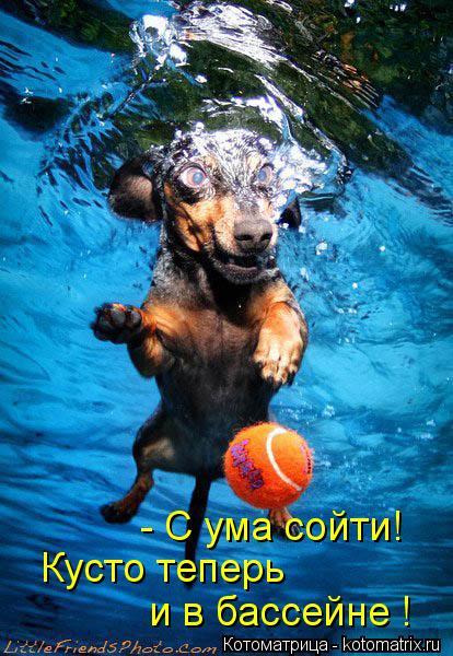 - С ума сойти! Кусто теперь и в бассейне !... Котоматрица: - С ума сойти! Кусто теперь и в бассейне !