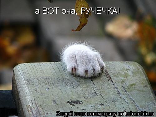 Котоматрица: а ВОТ она, РУЧЕЧКА!