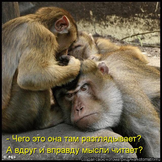 - Чего это она там разглядывает? А вдруг и вправду мысли читает?... Котоматрица: - Чего это она там разглядывает? А вдруг и вправду мысли читает?