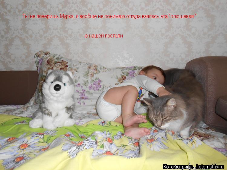 Котоматрица: Ты не поверишь Мурка, я вообще не понимаю откуда взялась эта "плюшевая "  в нашей постели